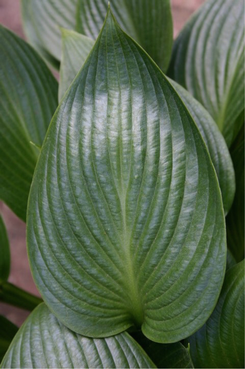 Девон Грин / Devon Green (М) хоста