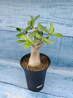 Adenium Baobab (Адениум)