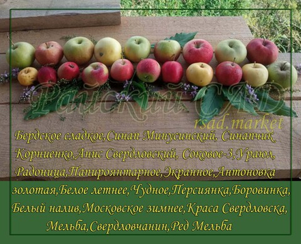 Яблоня Соковое-3