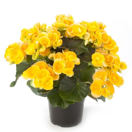 Бегония Elatior Nadine ОКС Укорененный черенок. Под заказ