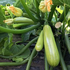 Аделия F1 семена кабачка (Enza Zaden / Энза Заден)