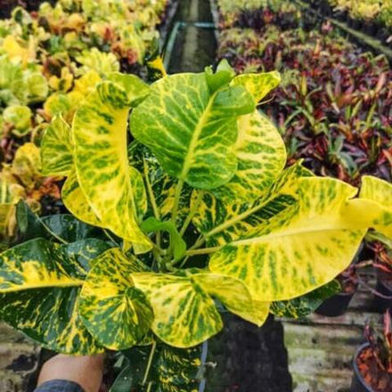 Кротон THONG WISET