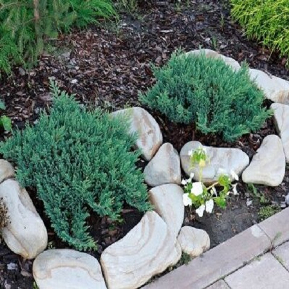 Можжевельник горизонтальный Блю Форест