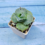 Agave Potatorum Shoji-Raijin (Агава)