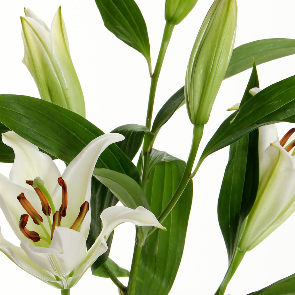 Купите цветы для дома и сада и превратите их в оазис красоты