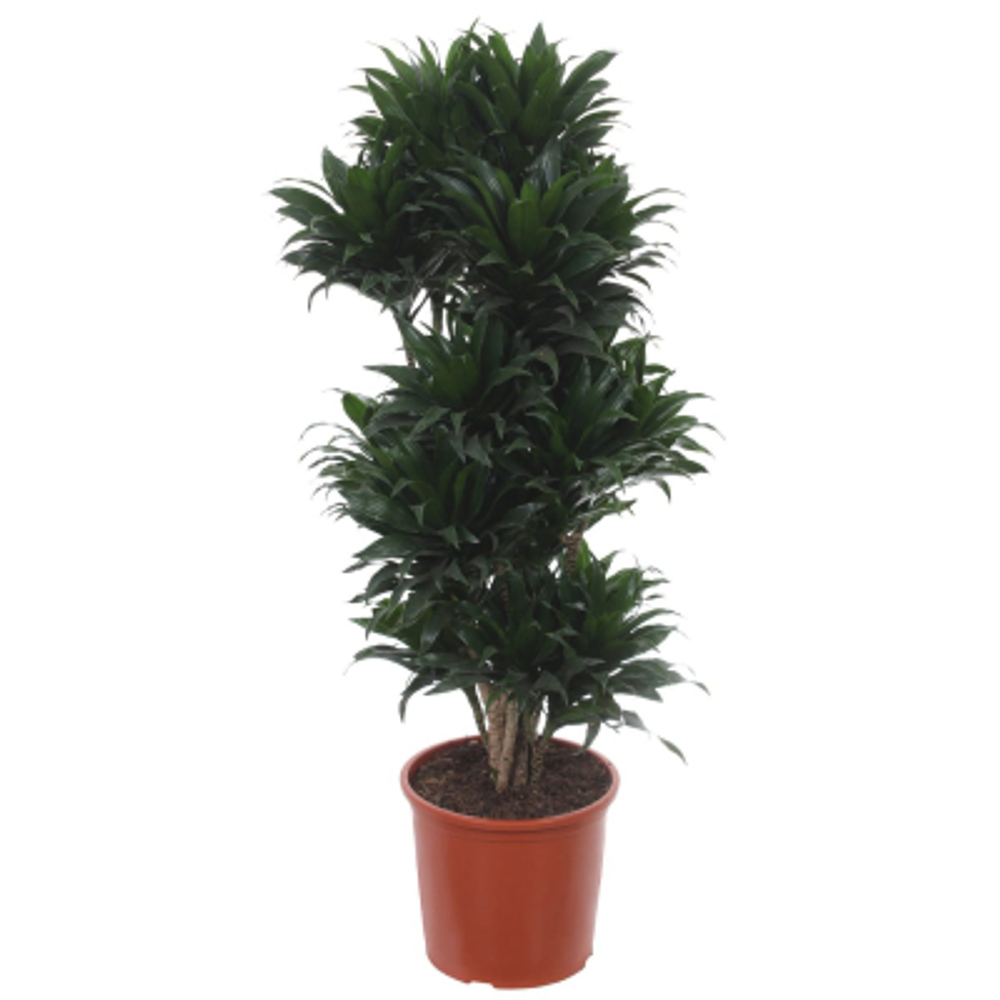 Драцена Orangery drac.fr. Compacta vertakt 31/120