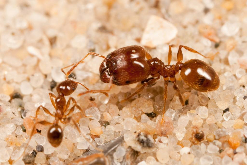 Муравьи Pheidole pallidula