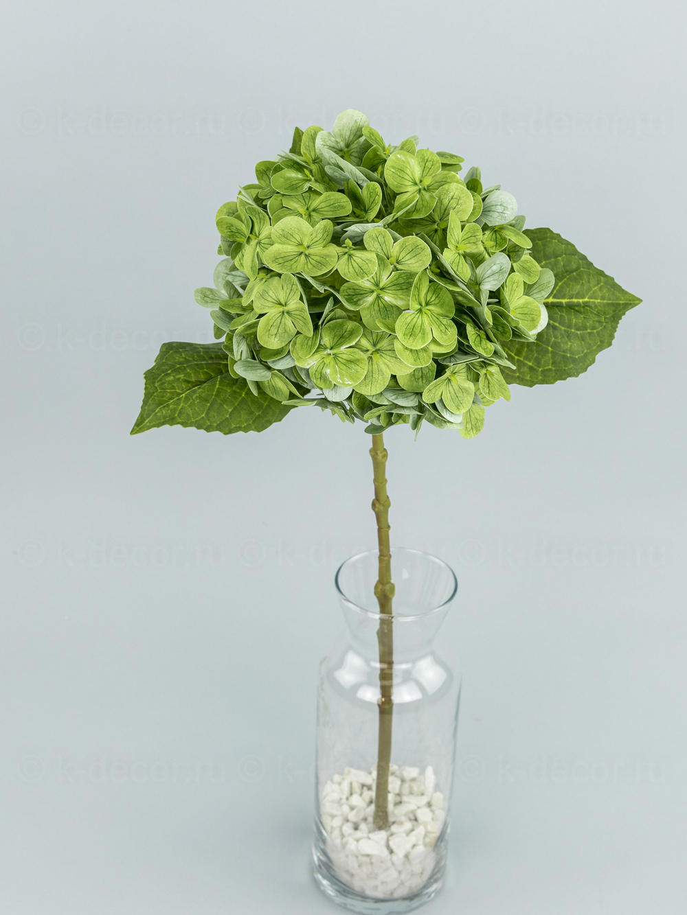 Гортензия одиночная Силикон