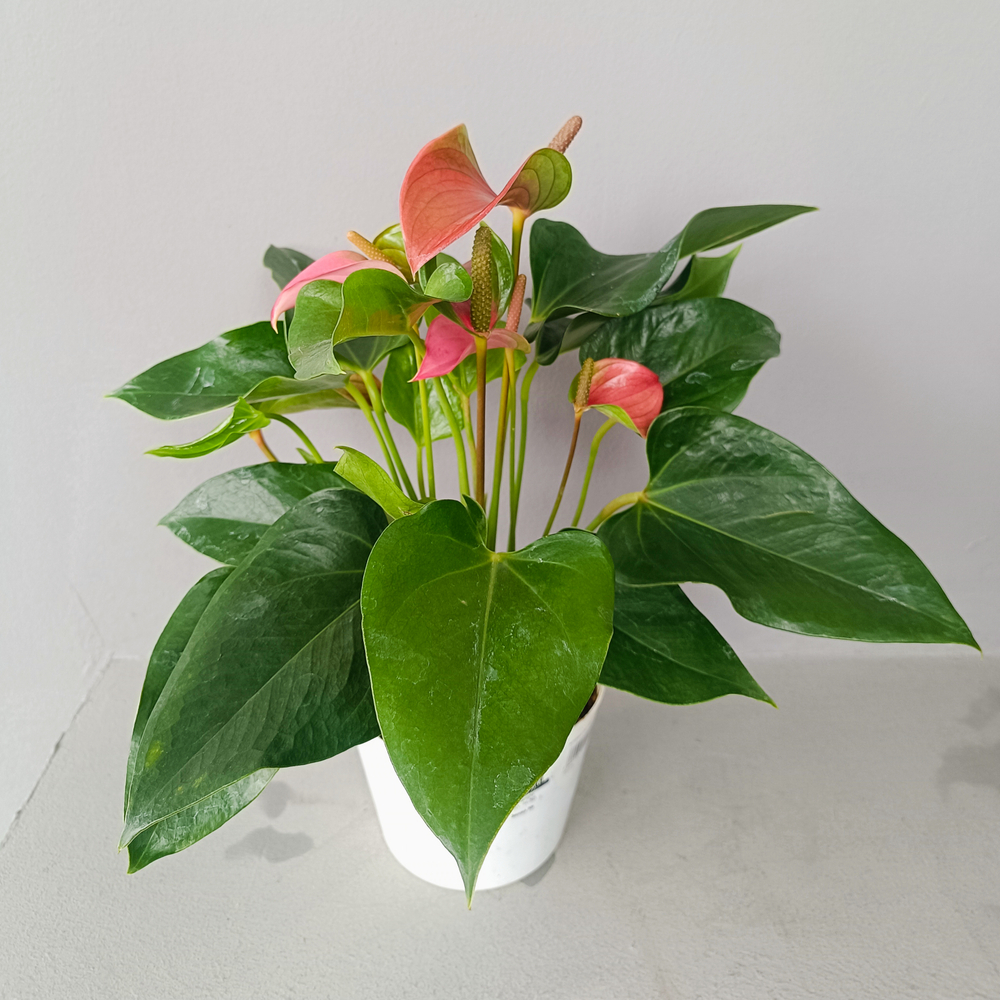 Антуриум Свит Дрим