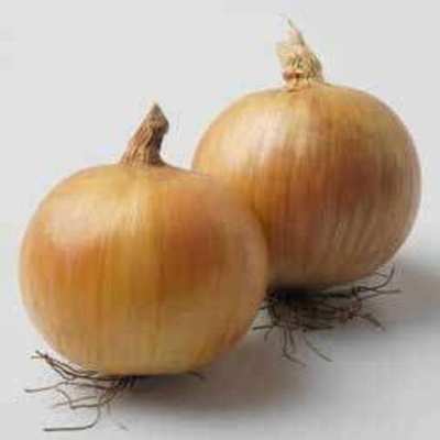 Вольф F1 семена лука репчатого (Hazera / Хазера)