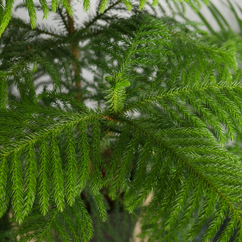 Араукария Гетерофилла 90см