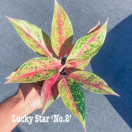 Аглаонема LUCKY STAR N2