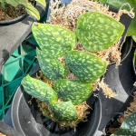 Сциндапсус ARGYRAEUS AUREA VAR