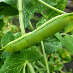 Хесбана семена гороха (Nunhems / Нюнемс)