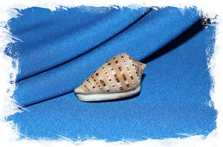 Конус генуанус (Conus genuanus)