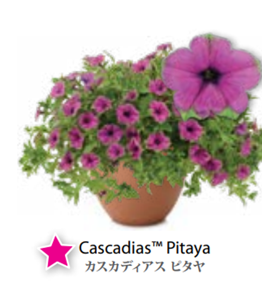 ЕВРО Petunia Cascadias Pytaya укорененный черенок февраль 26 DAN