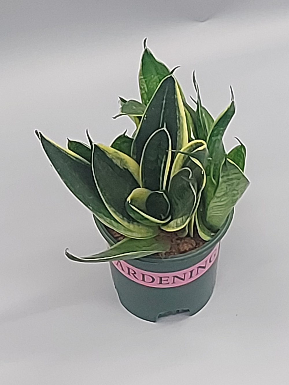 Сансевиерия Голден Эдж 12/25