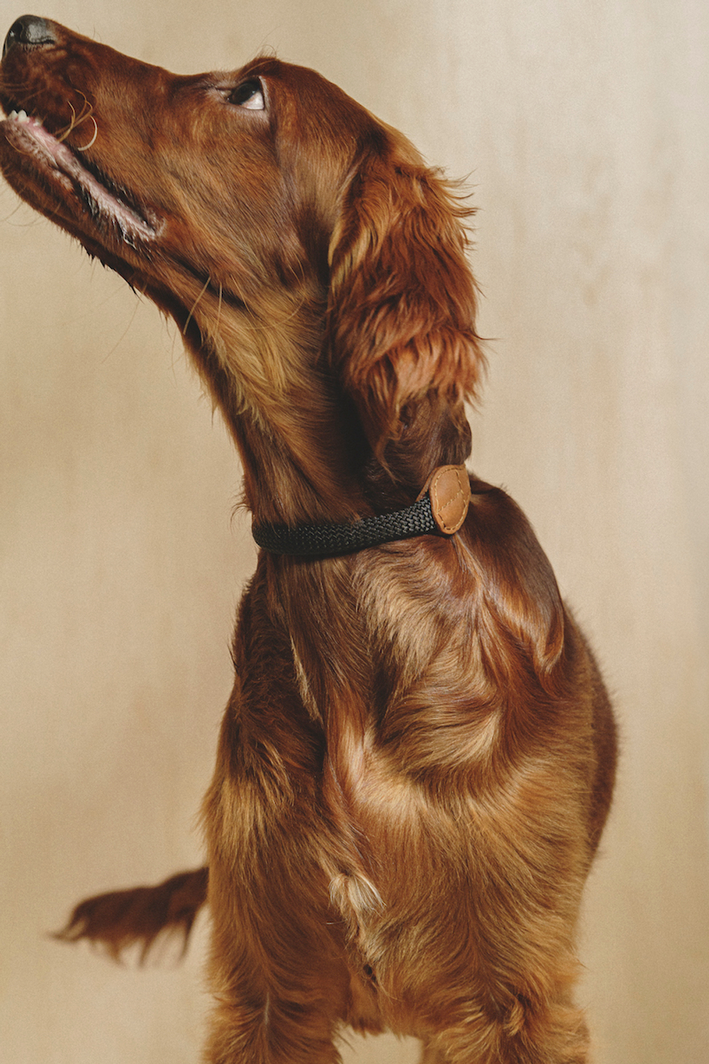 Ошейник "Пони-Макарони" Рыжий