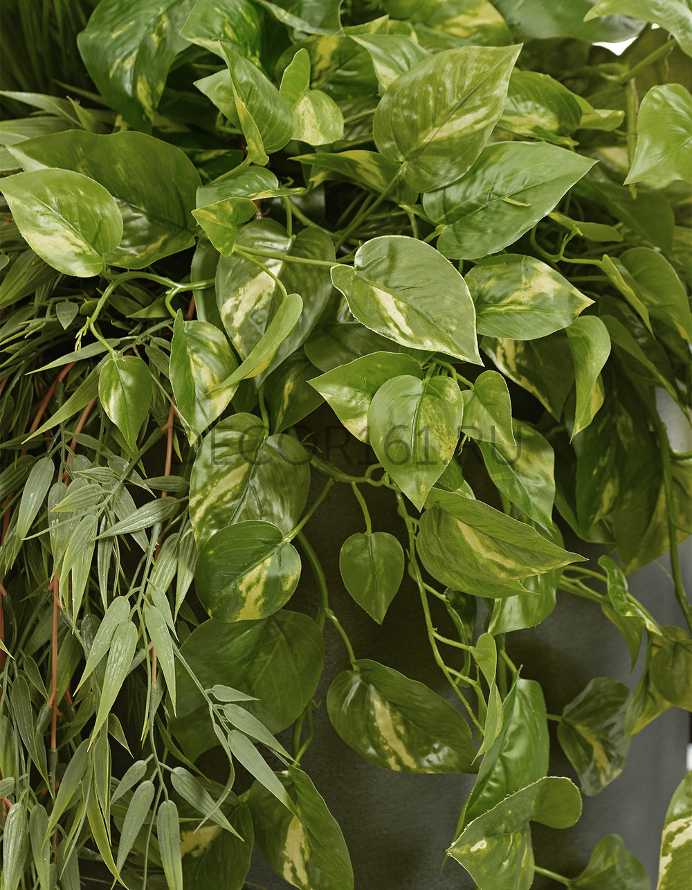 Потос Элегант ампельный большой новый в-90 см (Sensitive Botanic) 6/24 20.1377XL