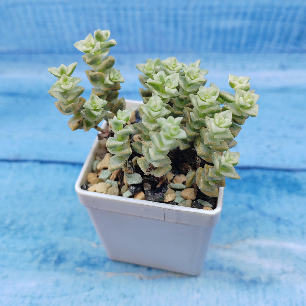 Crassula Tom Thumb variegated (Крассула)
