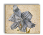 Картина для интерьера "Эскиз лилии", художник Дюрер, Альбрехт, печать на холсте