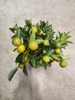 Цитрофортунелла Каламондин