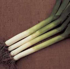 Панчо семена лука порей (Hazera / Хазера)