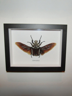 Жук Goliathus goliatus самка в рамке