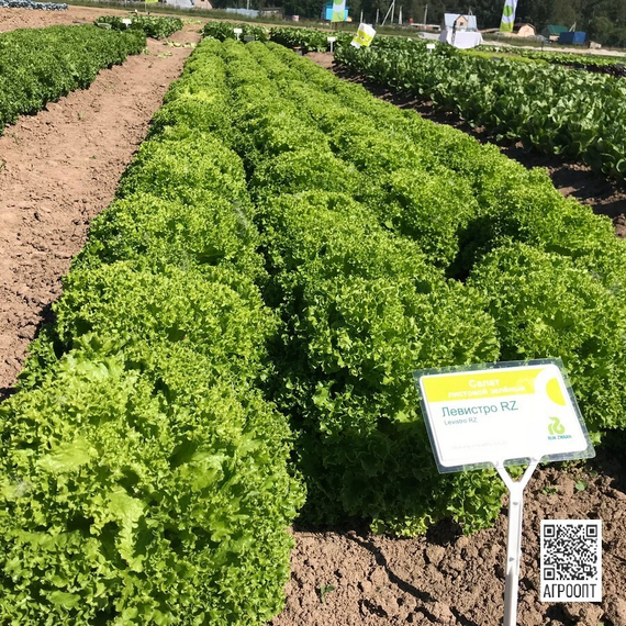 Левистро семена салата лолло блонда (Rijk Zwaan / Райк Цваан) в поле – фото 16