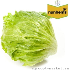 Гондар семена салата айсберг (Nunhems / Нюнемс)