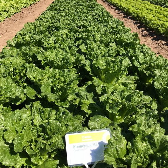 КОНВЕРШН семена салата Rijk Zwaan отзывы