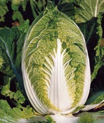 ЮКИ F1 семена капусты пекинской (Sakata | Alexagro)