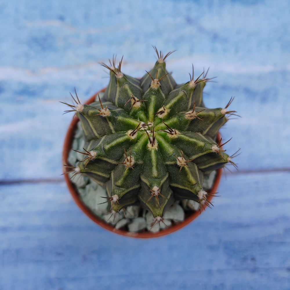 Gymnocalycium Friedrichii (Гимнокалициум)