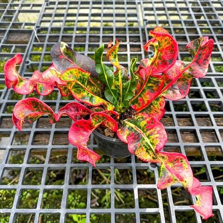 Кротон GRIFFIN – PAG SIN SRI