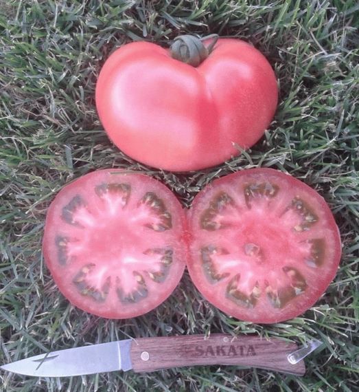 ПИНК ПАРАДАЙЗ F1 семена томата (Sakata | Alexagro)