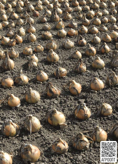 ЭКСИБИШЕН семена лука репчатого (Bejo | Alexagro) – фото 4