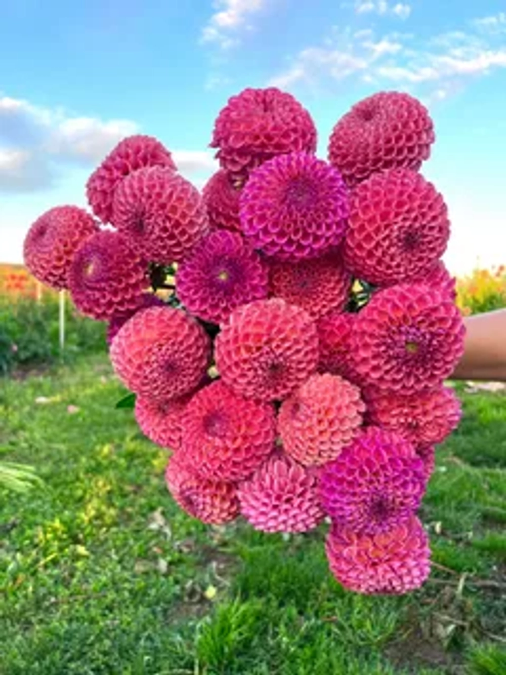 Георгин Caitlyn's Joy (корень) Закупка М55 апрель 2026