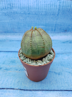 Euphorbia Obesa (Эуфорбия)
