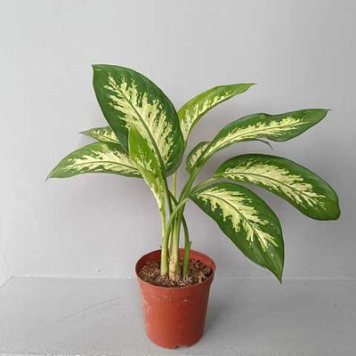 Диффенбахия Тропик Сноу