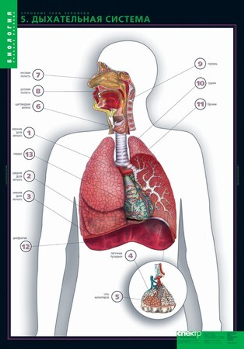 Комплект таблиц "Строение тела человека" (10табл.+ 80 карт.)