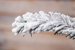 Ель 215см Black Box Атлантида заснеженная