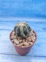 Astrophytum Myriostigma Fukuryu (Астрофитум)