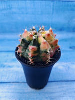 Gymnocalycium Variegata (Гимнокалициум Вариегатный)
