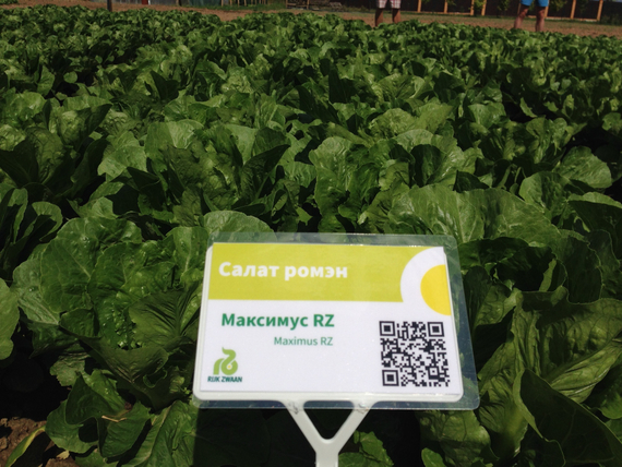 МАКСИМУС семена салата Rijk Zwaan отзывы – фото 10