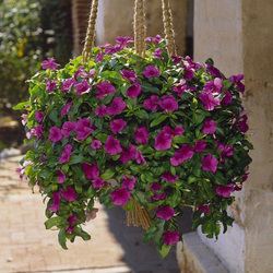 Катарантус ампельный Медитерранеан Лилак (50шт) Витагрин Профи