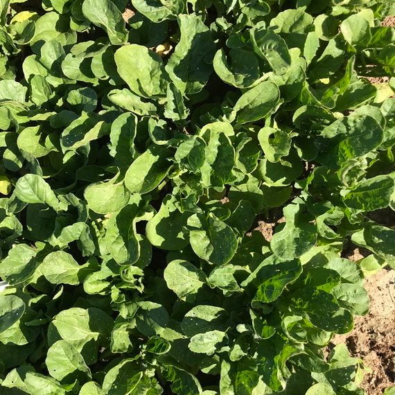 СПАРКЛ семена рукколы Rijk Zwaan отзывы