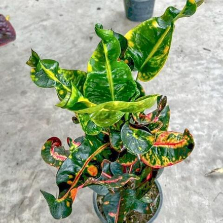 Кротон SEDTHEE HOR THONG