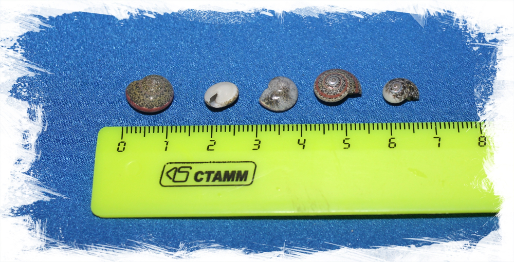 Ракушки Умбониум Вестериум, 1-1,5см, 100гр, 300шт