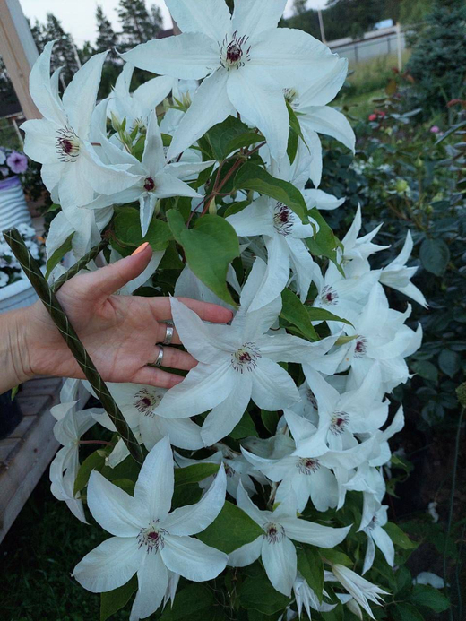 Клематис гибридный Бьютифул Брайд Закупка М33 апрель 2026