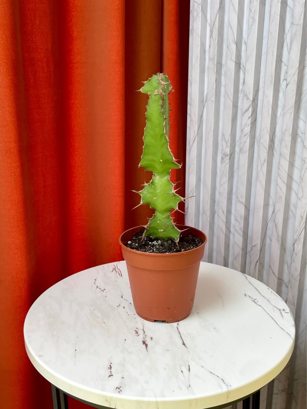 Эуфорбия Грандикорнис, D13см Н40см, 1шт, Нидерланды